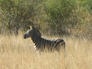 Safari Time!! Look what I saw!! #beautiful #zebra