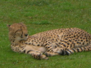 Cheetah Time!