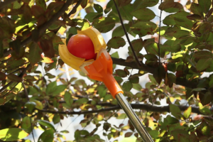 Fruit Picker Tool Buying Guide